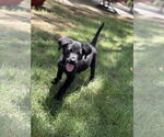 Small #1 Labrador Retriever Mix