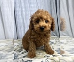 Small Poodle (Miniature)