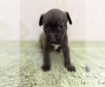 Small #2 American Staffordshire Terrier-Labrador Retriever Mix