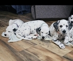 Small #1 Dalmatian
