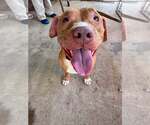 Small #3 Mutt