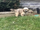 Small Photo #4 Shih Tzu Puppy For Sale in TYSONS, VA, USA