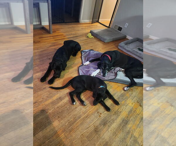 Medium Photo #4 Great Dane Puppy For Sale in Bullard, TX, USA