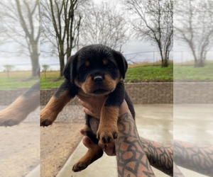 Rottweiler Puppy for Sale in WINDOM, Minnesota USA