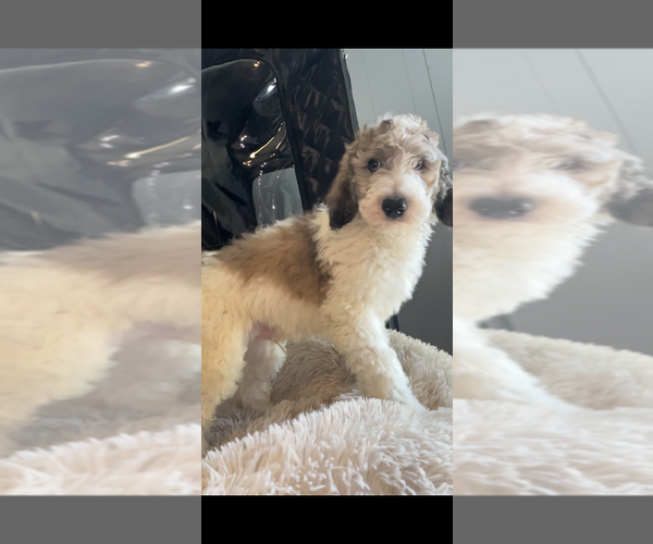 Medium Photo #10 Poodle (Standard) Puppy For Sale in COLUMBIA, SC, USA