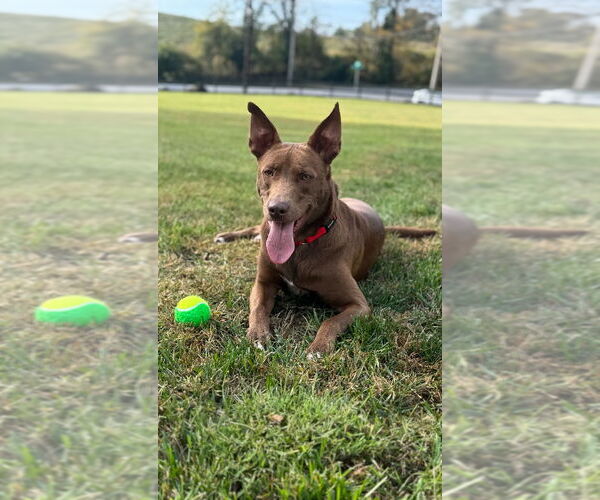 Medium Photo #4 German Shepherd Dog-Unknown Mix Puppy For Sale in Westminster, MD, USA