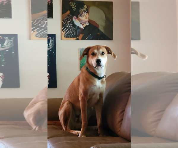 Medium Photo #2 Retriever -Unknown Mix Puppy For Sale in Holly Springs, NC, USA