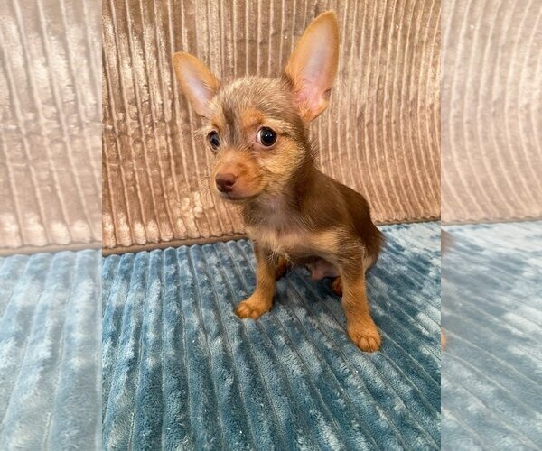 Medium Photo #1 Mutt Puppy For Sale in Weston, FL, USA
