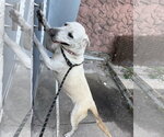 Small Photo #12 Labrador Retriever-Unknown Mix Puppy For Sale in Sanford, FL, USA