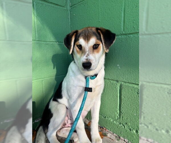 Medium Photo #6 Saint Bernard-Unknown Mix Puppy For Sale in Elmsford, NY, USA