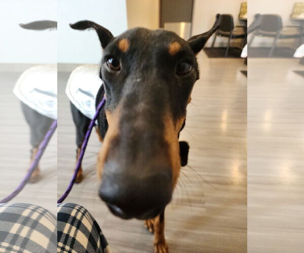 Medium Photo #14 Doberman Pinscher Puppy For Sale in Buffalo, MN, USA