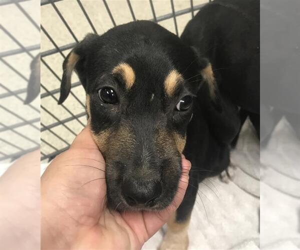 Medium Photo #1 Labrador Retriever-Unknown Mix Puppy For Sale in Conroe, TX, USA