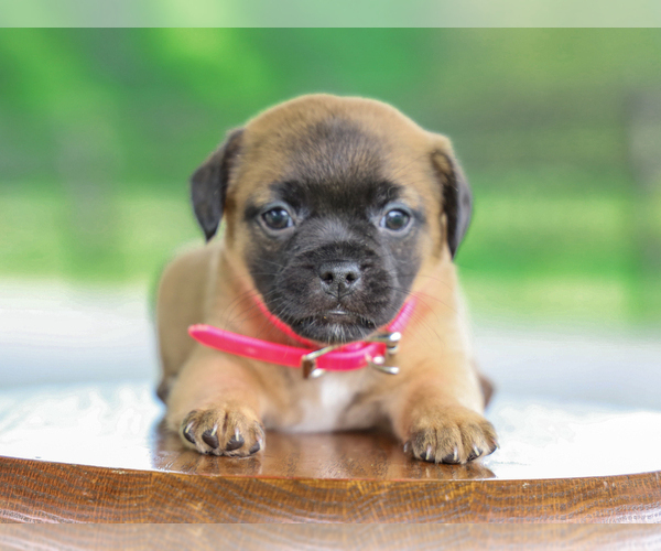 Medium Photo #3 Jug Puppy For Sale in LIBERTY, KY, USA