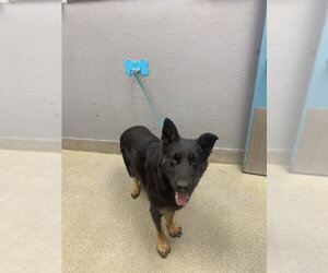 German Shepherd Dog-Unknown Mix Dogs for adoption in Las Vegas, NV, USA