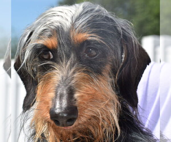Medium Photo #6 Dachshund Puppy For Sale in Shelbyville, TN, USA