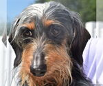Small #5 Dachshund
