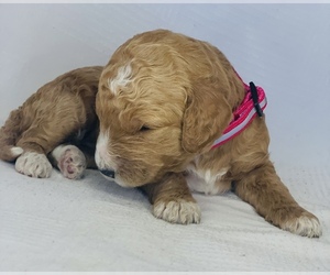 Goldendoodle Puppy for sale in COLBERT, WA, USA