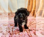 Small Photo #4 Havanese-Poodle (Toy) Mix Puppy For Sale in TECUMSEH, MI, USA