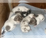 Small Photo #147 Dachshund Puppy For Sale in LAKEBAY, WA, USA