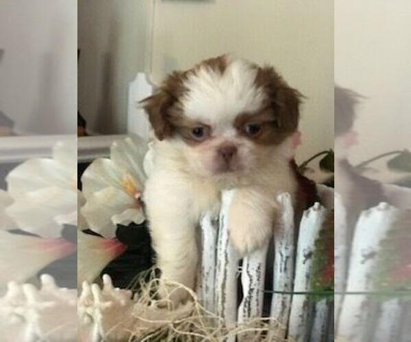 Medium Photo #1 Shih Tzu Puppy For Sale in LIGNUM, VA, USA
