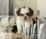 Small Photo #1 Shih Tzu Puppy For Sale in LIGNUM, VA, USA
