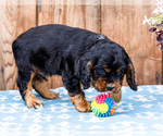 Small #6 Cocker Spaniel