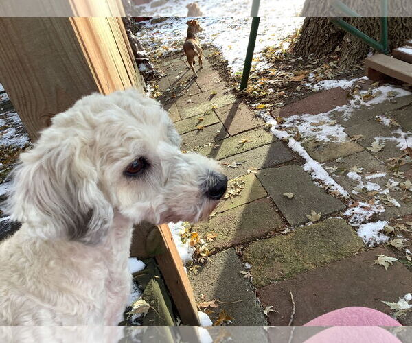Medium Photo #3 Cockapoo (Miniature) Puppy For Sale in Brooklyn Center, MN, USA