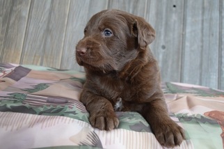Labradoodle-Labrador Retriever Mix Puppy for sale in HONEY BROOK, PA, USA