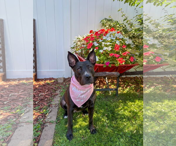 Medium Photo #21 American Pit Bull Terrier-Labrador Retriever Mix Puppy For Sale in Princeton, MN, USA