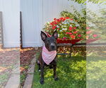 Small #20 American Pit Bull Terrier-Labrador Retriever Mix