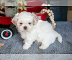 Small Photo #10 Shih Tzu Puppy For Sale in CHRISTIANA, PA, USA