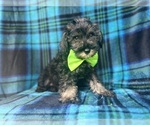 Small #6 Schnauzer (Miniature)