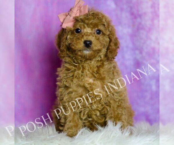 Medium Photo #27 Cavapoo (Miniature) Puppy For Sale in WARSAW, IN, USA