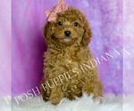 Small Photo #27 Cavapoo (Miniature) Puppy For Sale in WARSAW, IN, USA