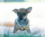 Small Photo #10 Chihuahua Puppy For Sale in WARSAW, IN, USA