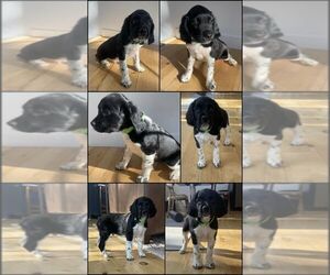 English Springer Spaniel Puppy for sale in DULUTH, MN, USA
