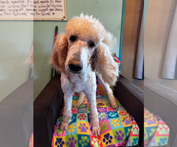 Medium Photo #2 Poodle (Standard) Puppy For Sale in Pacolet, SC, USA