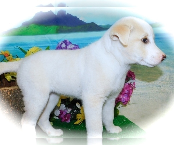 Medium Photo #2 Shepradors Puppy For Sale in HAMMOND, IN, USA