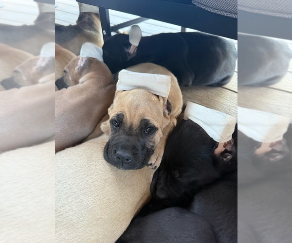 Medium Photo #13 Cane Corso Puppy For Sale in PORTLAND, OR, USA