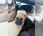 Small #12 Cane Corso