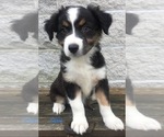 Small Photo #24 Australian Shepherd Puppy For Sale in ARBA, IN, USA