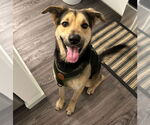 Small German Shepherd Dog Mix