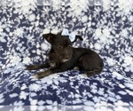 Small #7 Schnauzer (Miniature)