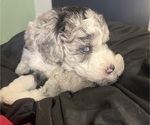 Small #23 Sheepadoodle