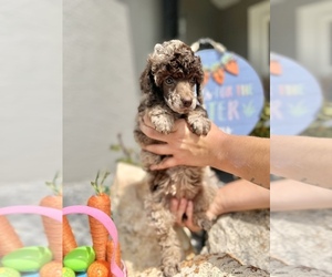 Poodle (Miniature) Puppy for sale in HERNANDO, FL, USA