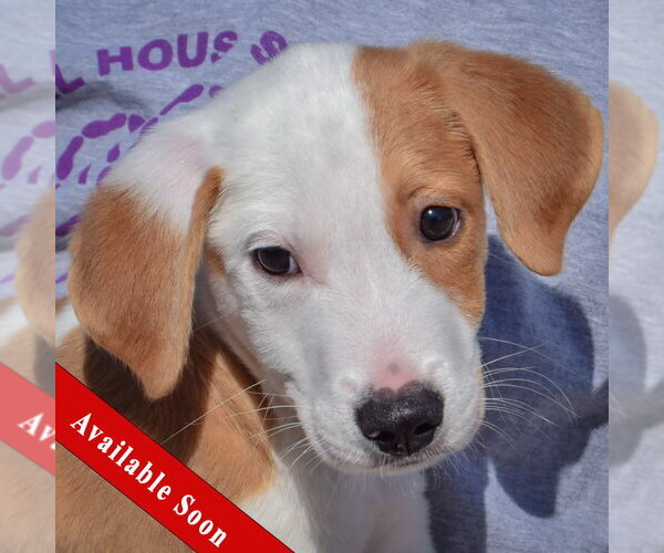 Medium Photo #1 Border Collie-Collie Mix Puppy For Sale in Huntley, IL, USA