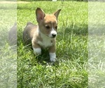 Puppy Puppy 2 Pembroke Welsh Corgi