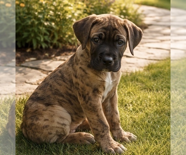 Medium Photo #1 Presa Canario Puppy For Sale in ANSON, ME, USA