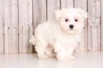 Small Photo #1 Maltese Puppy For Sale in MOUNT VERNON, OH, USA