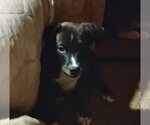 Scooter - Male Staffordshire Bull Terrier-Unknown Mix Dog for Adoption - Small photo